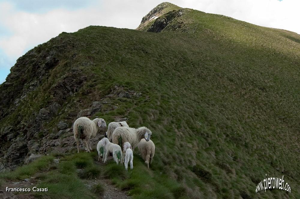 004 Pecore e agnelli verso il monte Di-Sopra.jpg